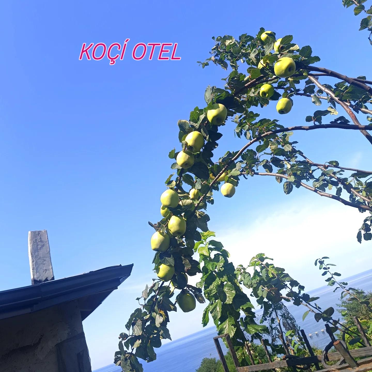 Sea, forest, tea gardens and river — 49