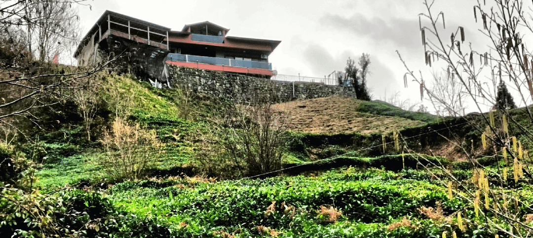 Sea, forest, tea gardens and river — 39